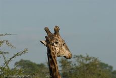 Giraffe (90 von 94).jpg